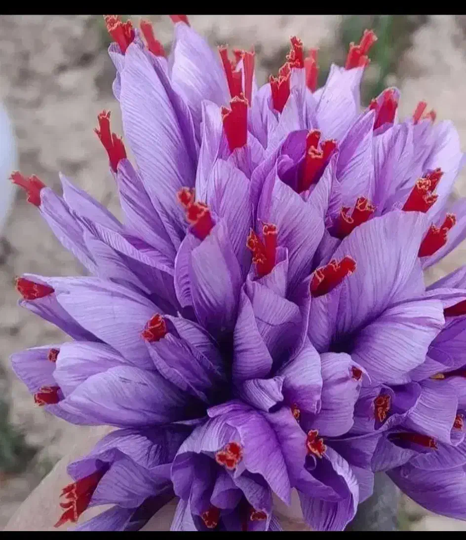 زعفران وز  ر  ش  ک  وع ن ا ب|خدمات پذیرایی، مراسم|بیرجند, |دیوار