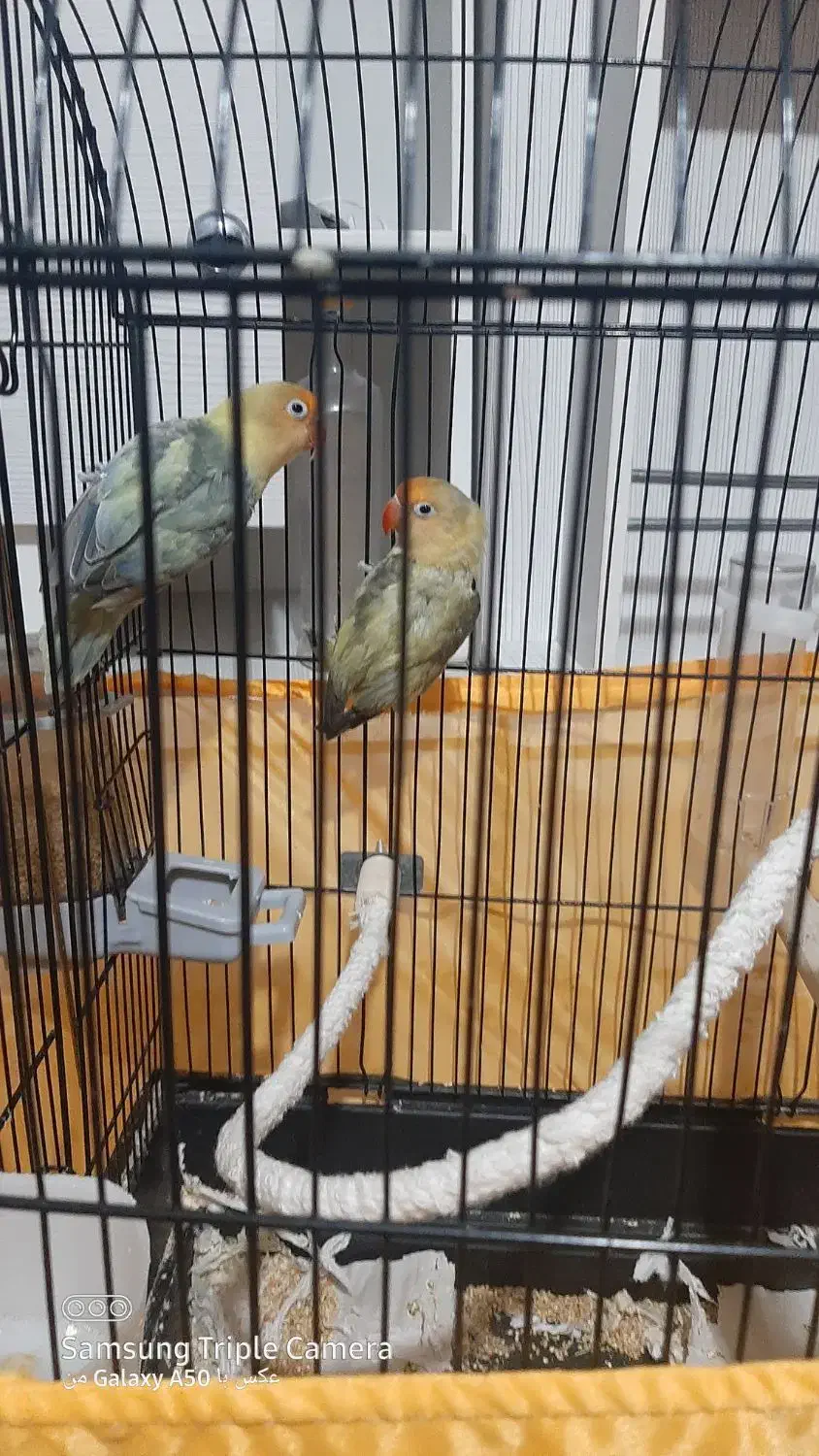 طوطی برزیلی|پرنده|تهران, گلستان (شهرک راه آهن)|دیوار