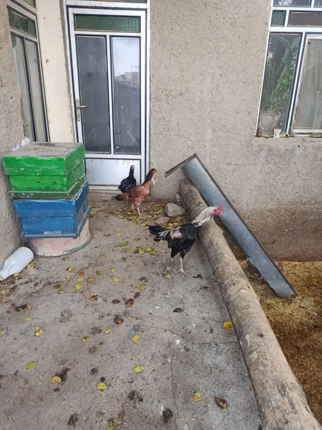 لاری بی نقص|حیوانات مزرعه|دینور, |دیوار