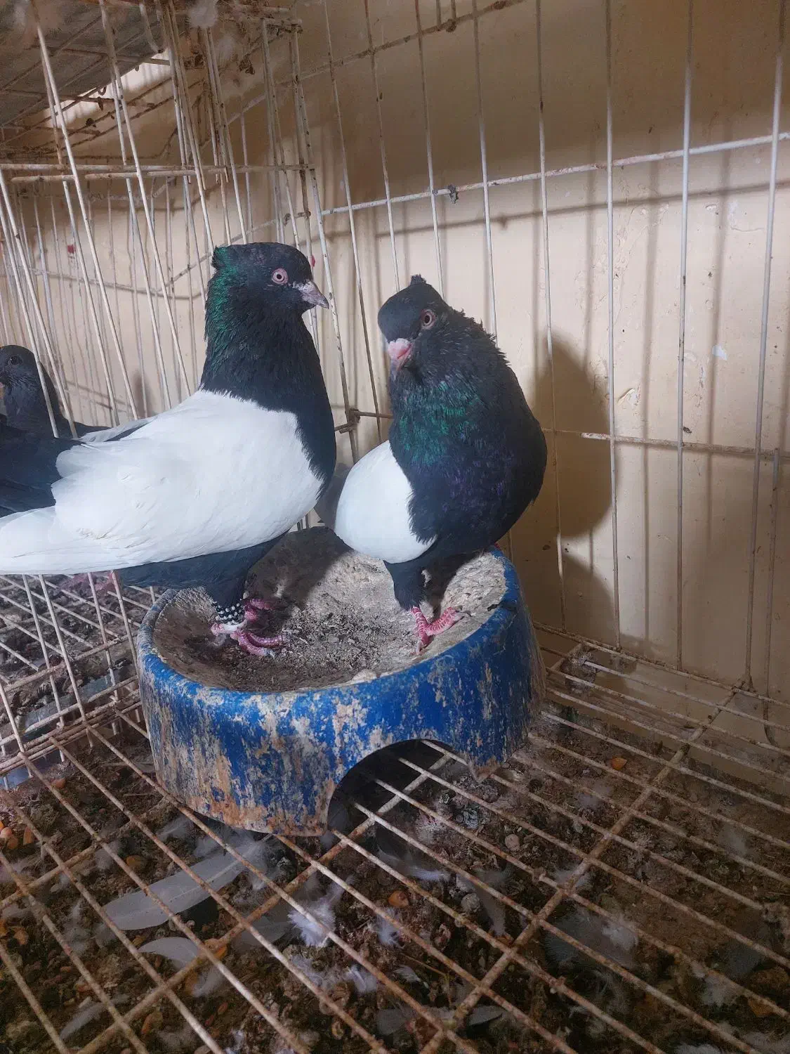 کبوتر سینه ای. رنگی|پرنده|شنبه و طسوج, |دیوار