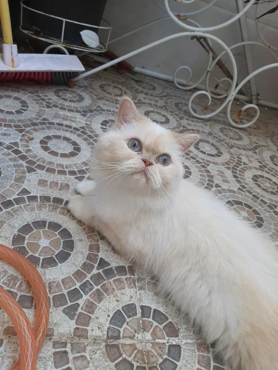 گربه پرشین عروسکی|گربه|ارومیه, |دیوار