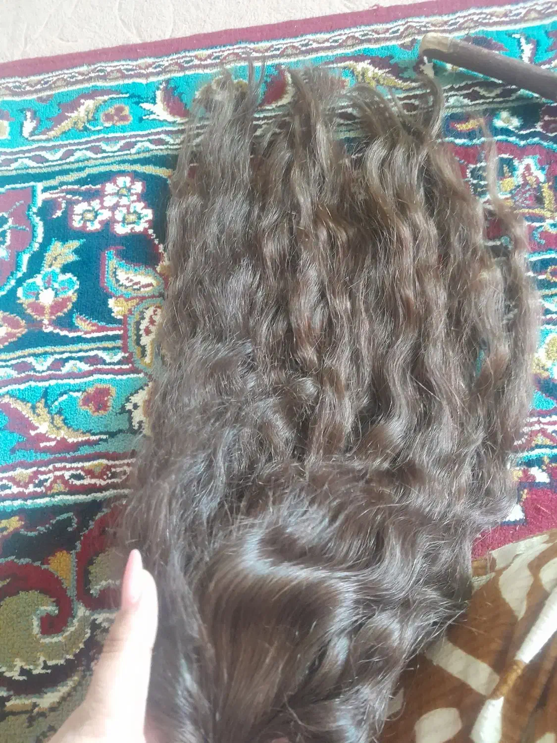 بره میدارم مو|حیوانات مزرعه|شوشتر, |دیوار