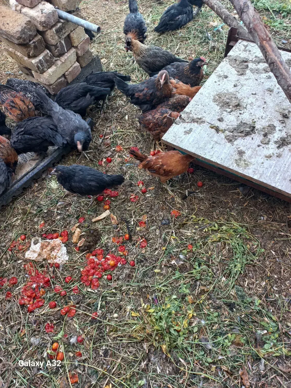 فروش خروس محلی|حیوانات مزرعه|اشتهارد, |دیوار