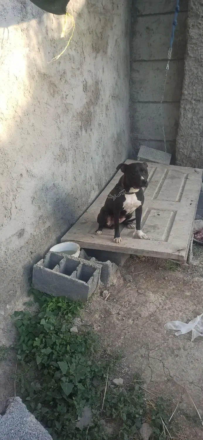 سگ پیتبول پیت بول نر|سگ|اصفهان, بهارستان|دیوار