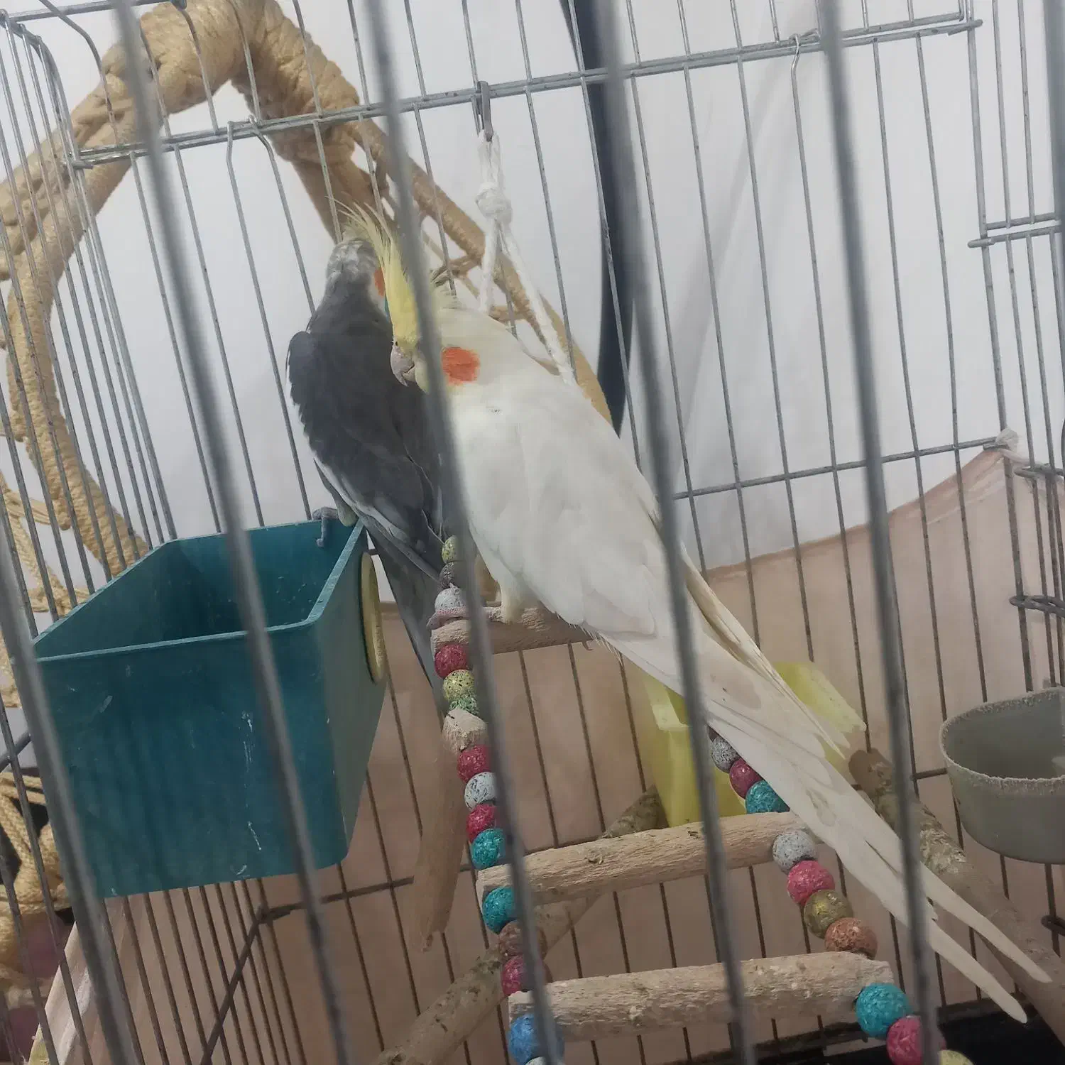 عروس هلندی|پرنده|قرق, |دیوار