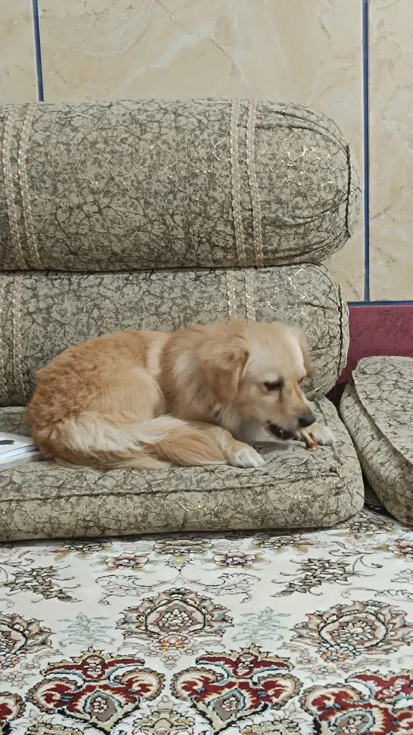 فروش سگ خانگی|سگ|لردگان, |دیوار