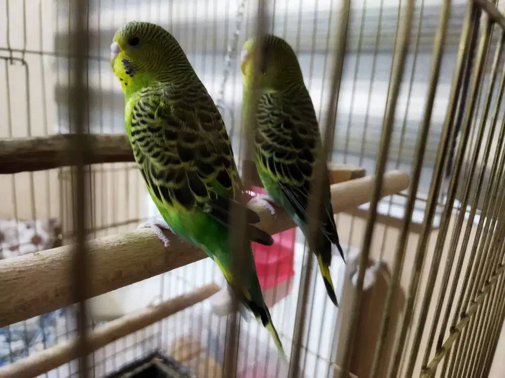 مرغ عشق|پرنده|شیراز, باغ تخت|دیوار