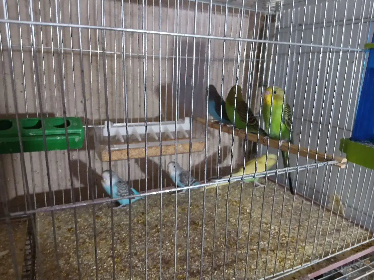 فروش تعدادی جوجه مرغ عشق دو الا سه ماه|پرنده|شهر بابک, |دیوار