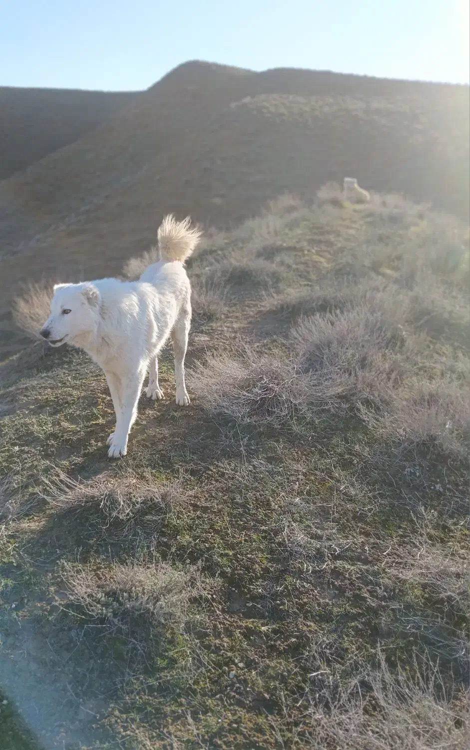 معاوضه|سگ|مانه, |دیوار