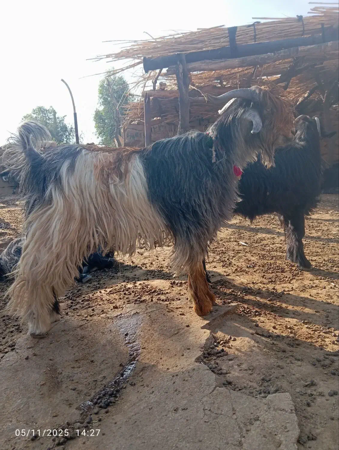 بیگ‌ تخمی|حیوانات مزرعه|ایذه, |دیوار