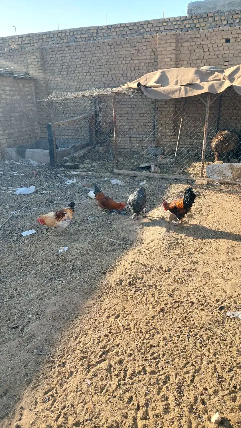 ۴ عدد خروس دونه ای ۵۰۰تومان|حیوانات مزرعه|حمیدیا, |دیوار