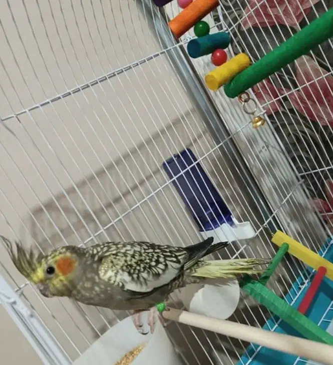 عروس هلندی|پرنده|فارسان, |دیوار