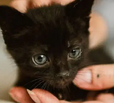 واگذاری گربه|گربه|نجفآباد, شریعتی|دیوار