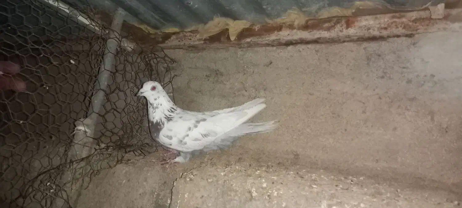 کبوتر فیت مطابق عکس|پرنده|بن, |دیوار