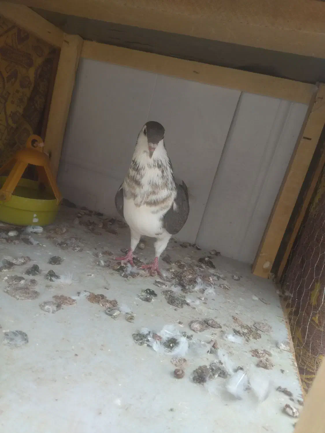 صدها|پرنده|سبزوار, مدرس|دیوار