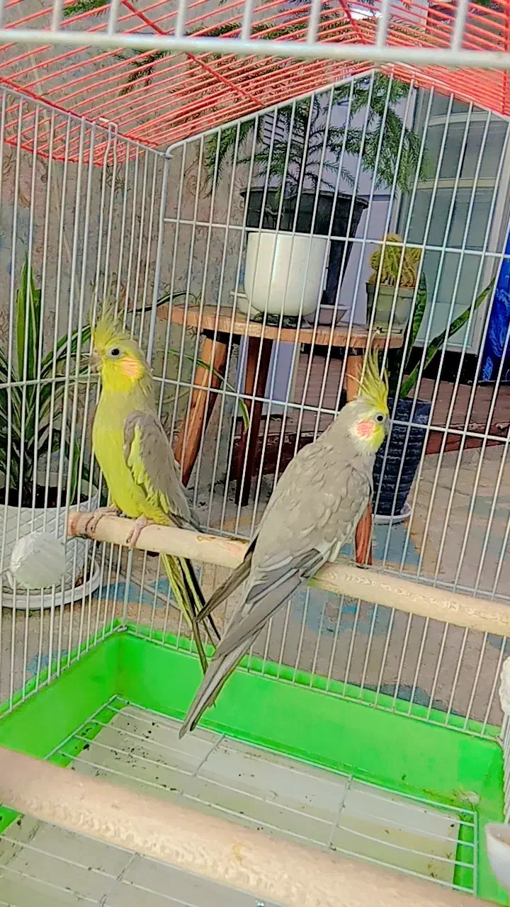 عروس هلندی با قفس|پرنده|آبپخش, |دیوار