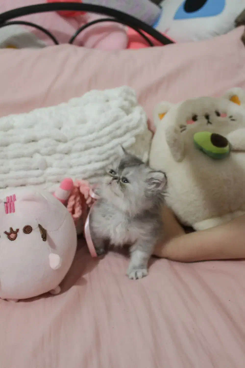 گربه سوپرفلت پرشین|گربه|رشت, کوی حسینی|دیوار