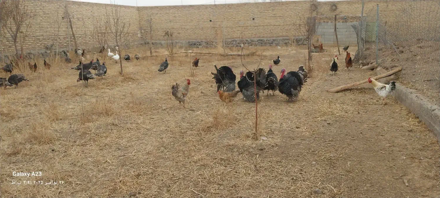 بوقلمون|حیوانات مزرعه|سراب, |دیوار