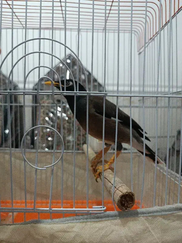 مرغ مینا|پرنده|کرمان, |دیوار