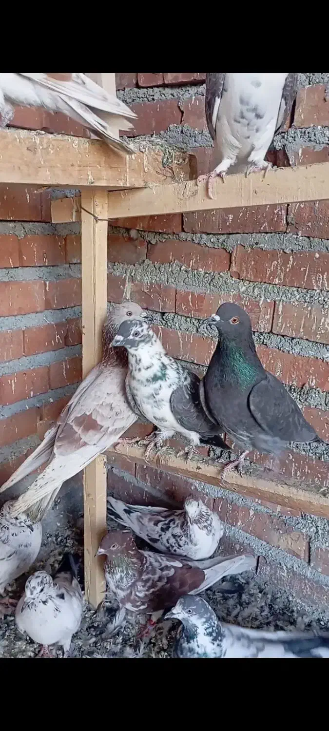 چهل کبوتر|پرنده|نقده, |دیوار