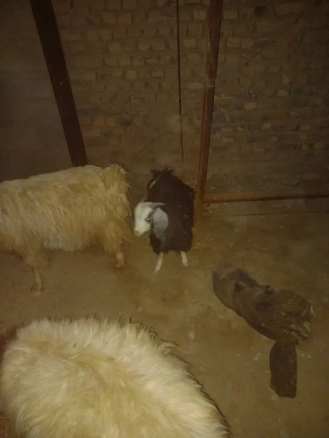 دو عدد بزغاله کوچک ماده|حیوانات مزرعه|بیرجند, |دیوار