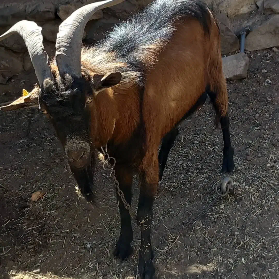 نری نژادآلپاین قیمت توافقی|حیوانات مزرعه|رابر, |دیوار