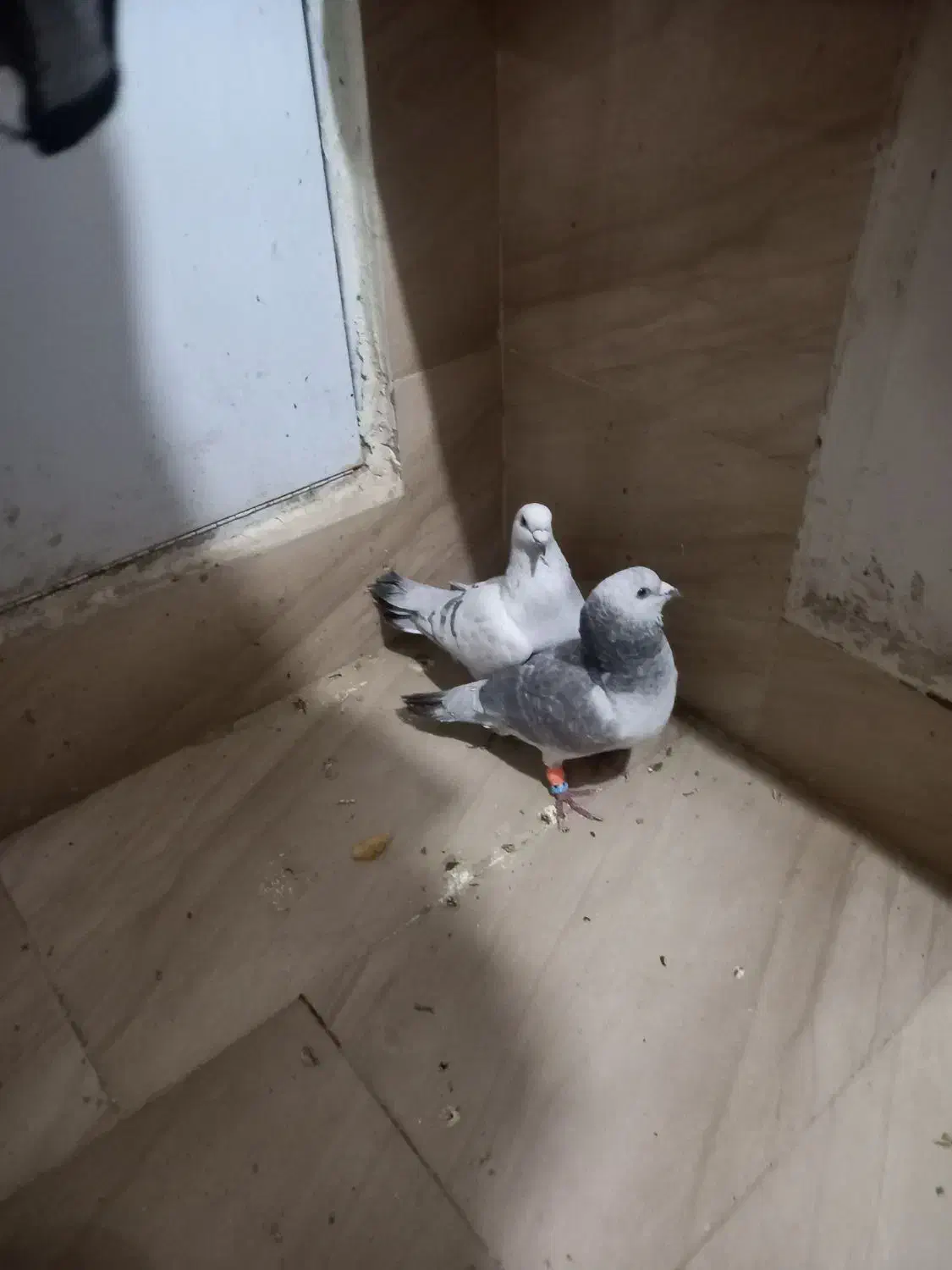 کبوتر|پرنده|زاهدان, |دیوار