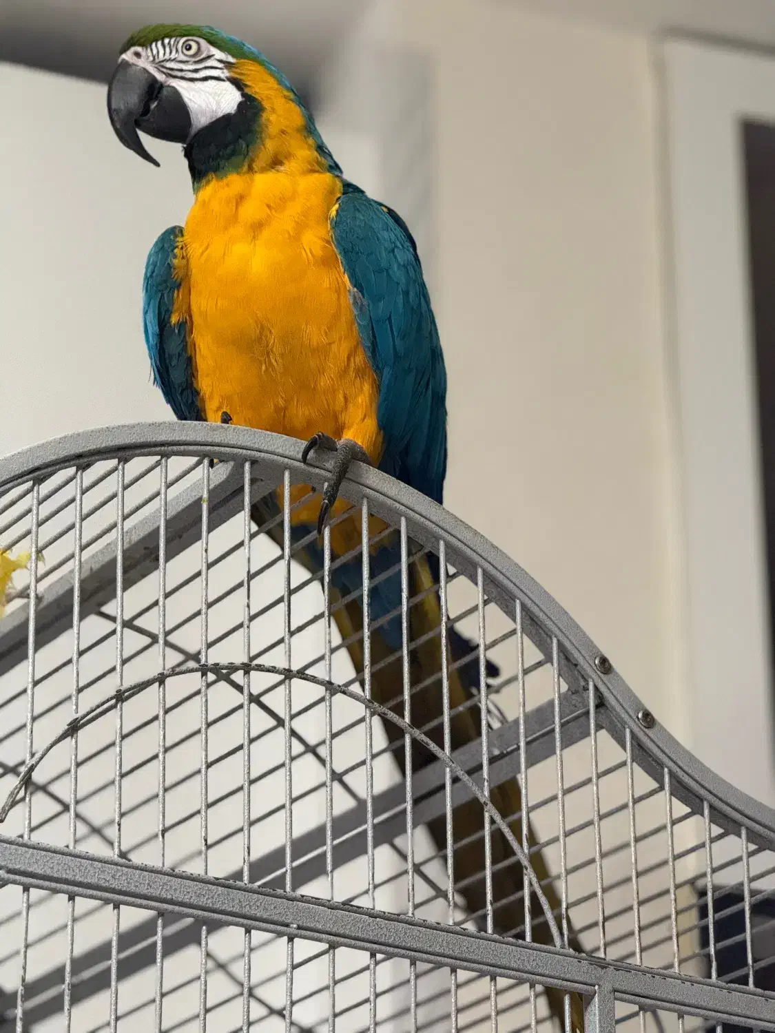 طوطی گمشده|حیوانات|کرج, گلستان|دیوار