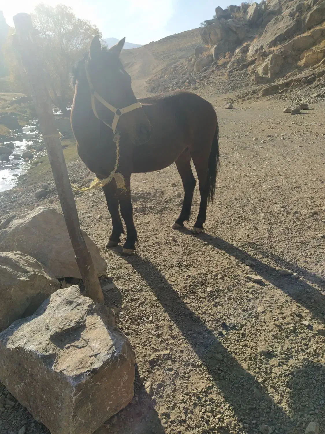 مادیان با کره|اسب و تجهیزات اسب‌سواری|دیواندره, |دیوار