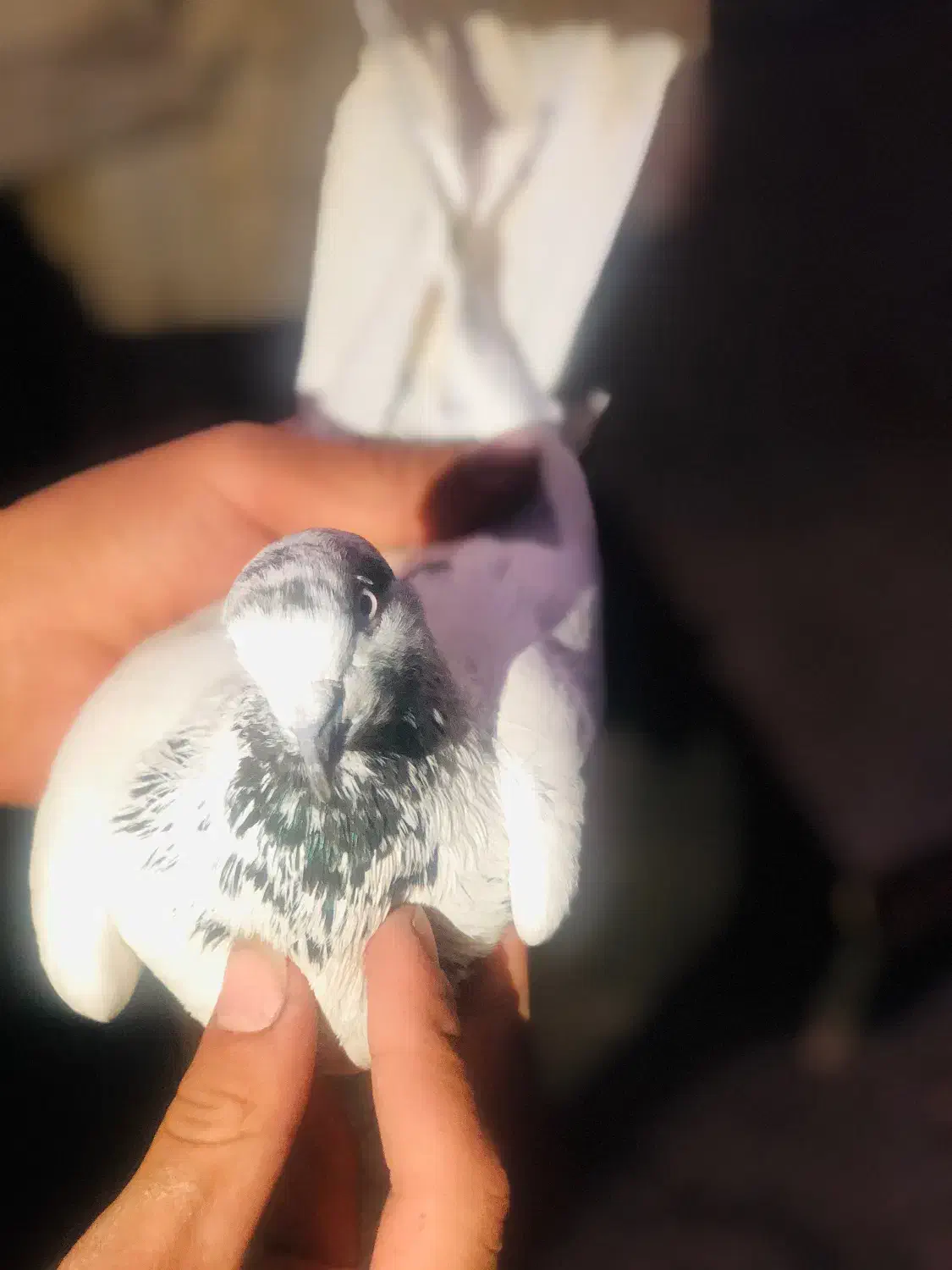 کبوتر|پرنده|نوشین شهر, |دیوار