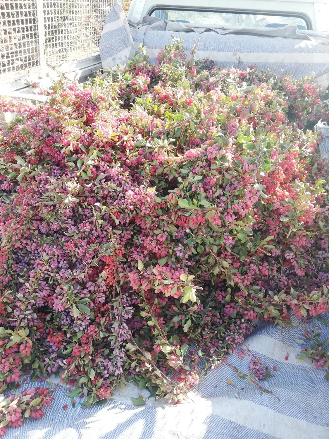 زرشک تازه چیده شده|خوردنی و آشامیدنی|جلگه ماژان, |دیوار