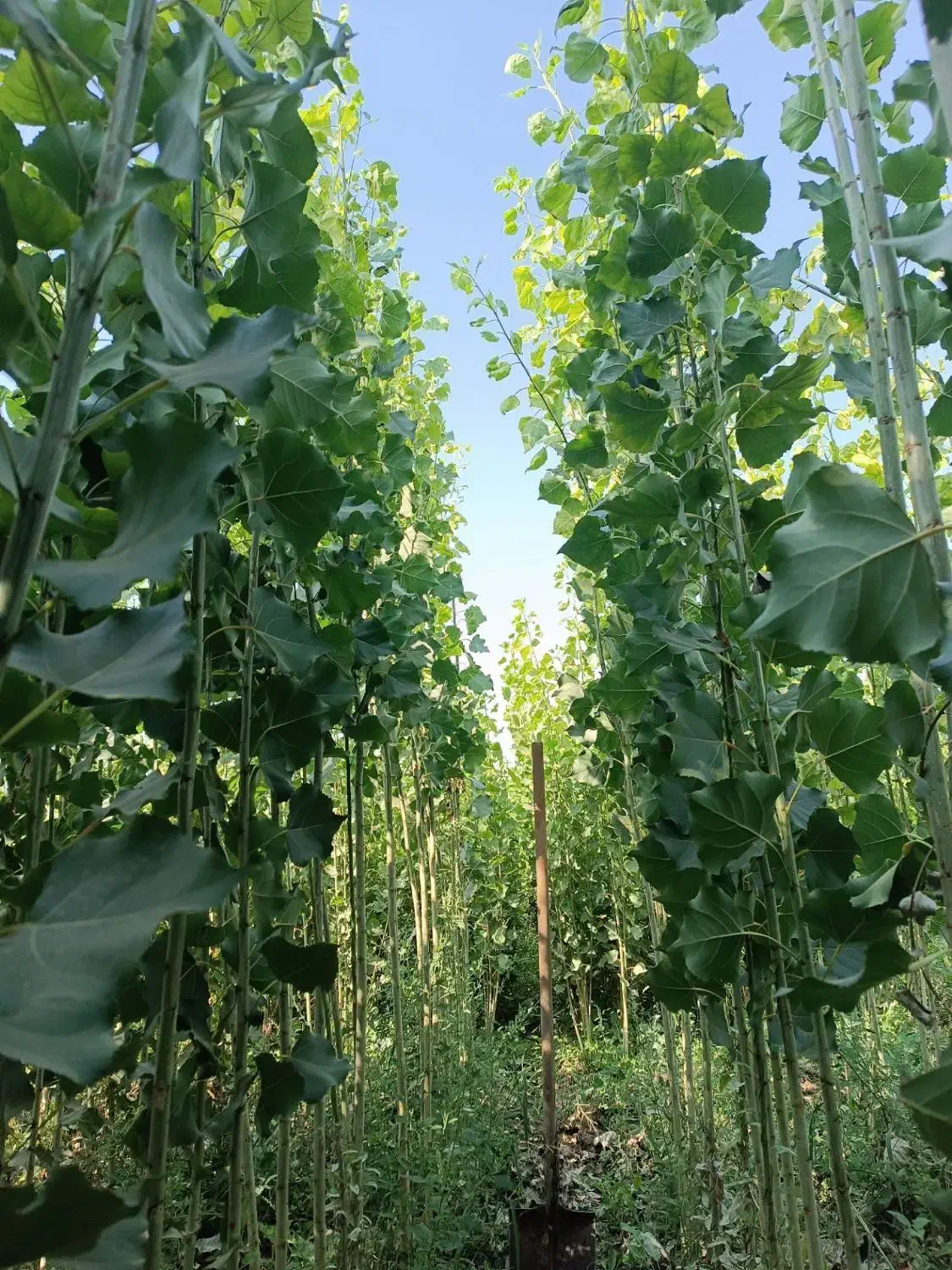 فروش نهال بدون واسطه|خدمات باغبانی و درختکاری|ایلام, |دیوار