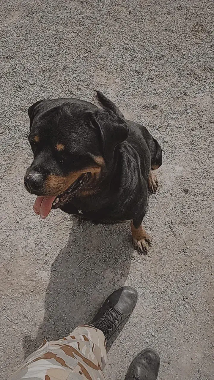 سگ روتوایلر|سگ|یزد, |دیوار