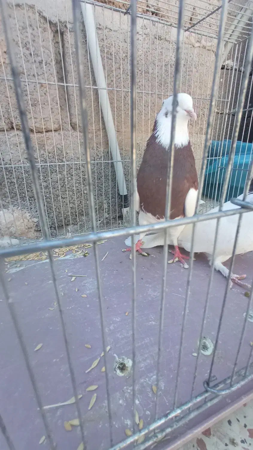 ماده طوقی|پرنده|ماهان, |دیوار