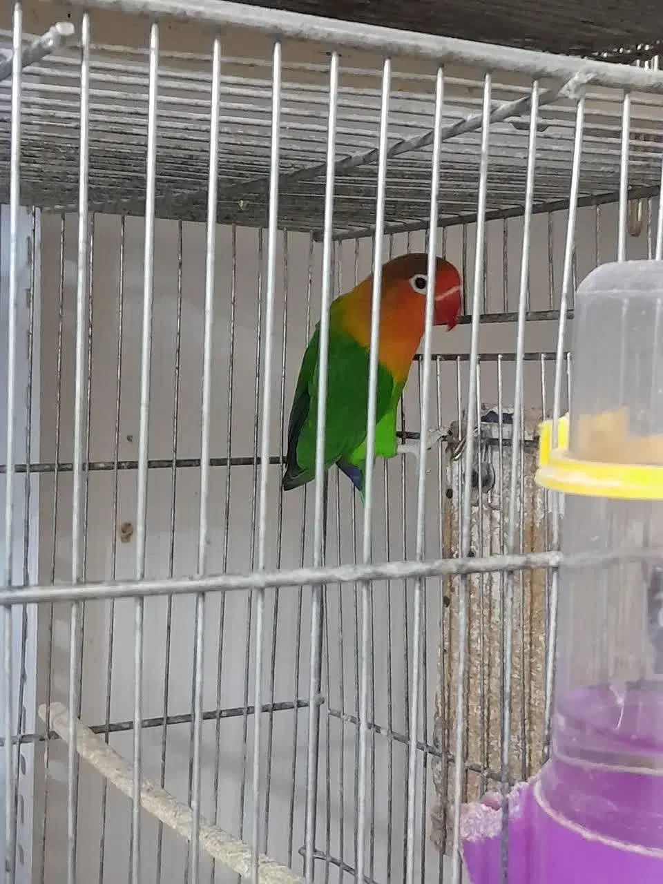 کوتوله برزیلی نر مست مست فیشر آماده جفتگیری|پرنده|اصفهان, سرچشمه|دیوار