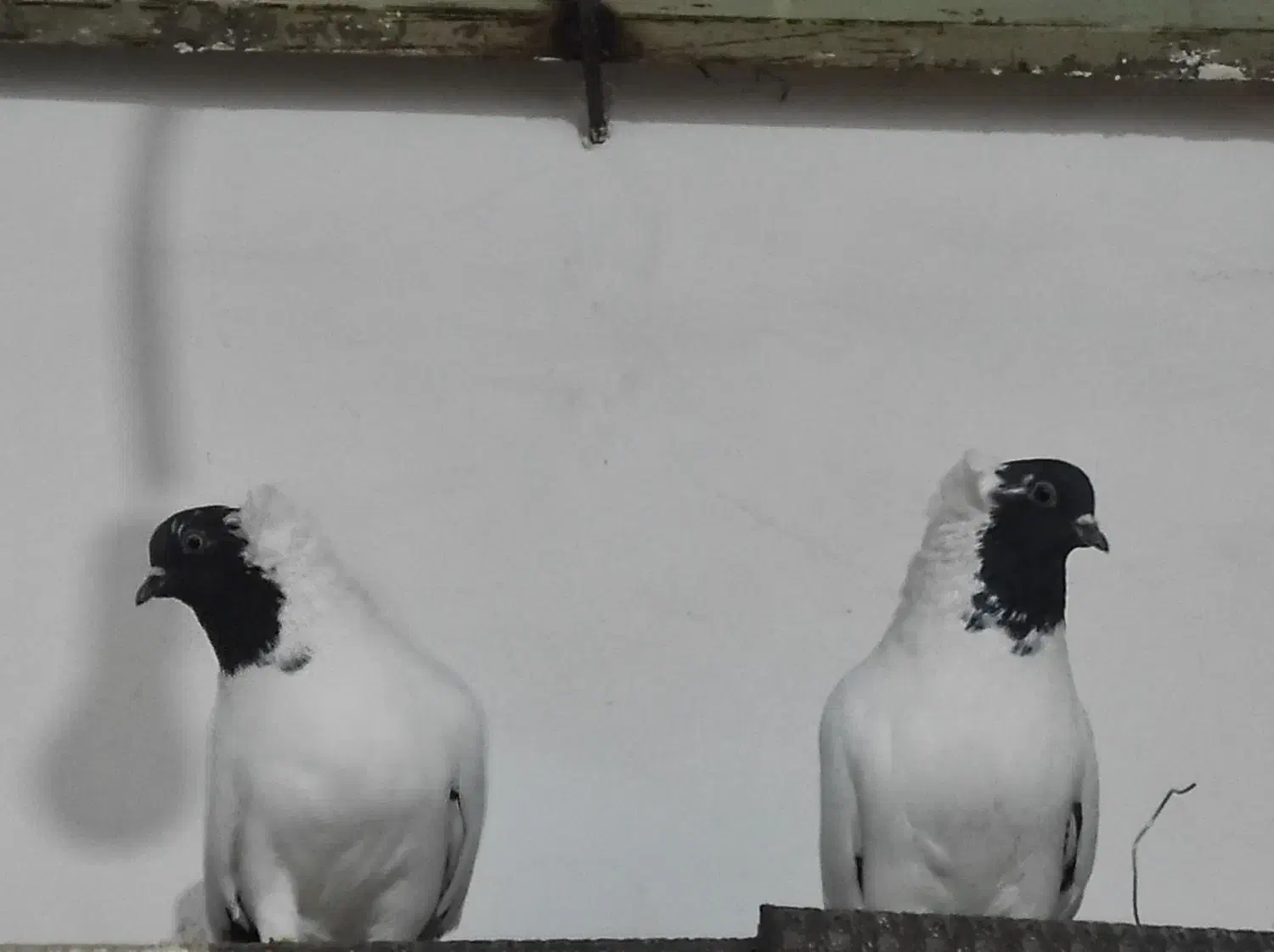 کفتر پرستویی|پرنده|سربیشه, |دیوار