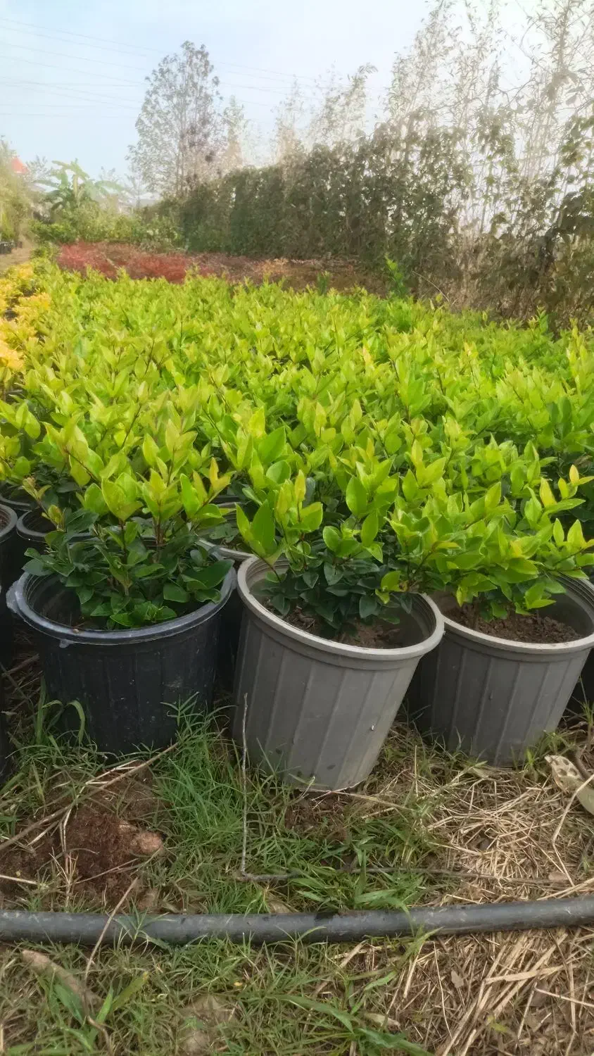 یاس هلندی ، سطل ۱۰ ، ریشه پرس|خدمات باغبانی و درختکاری|واجارگاه, |دیوار