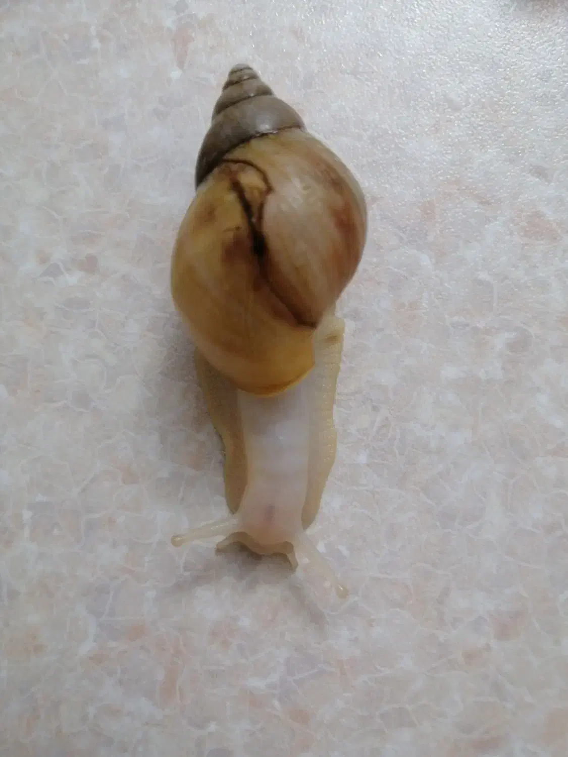 فروش حلزون آلبینو آفریقایی|خزنده|تهران, جوادیه|دیوار