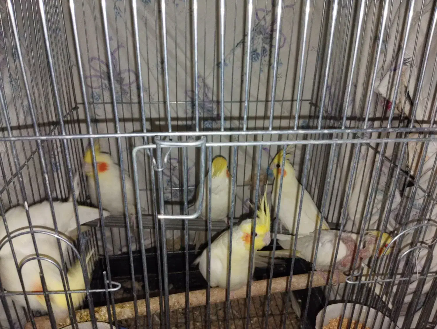 عروس هلندی مولد|پرنده|مهران (ایلام), |دیوار