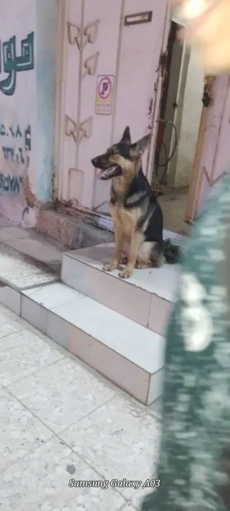 گمشده در بازار|حیوانات|ایذه, |دیوار