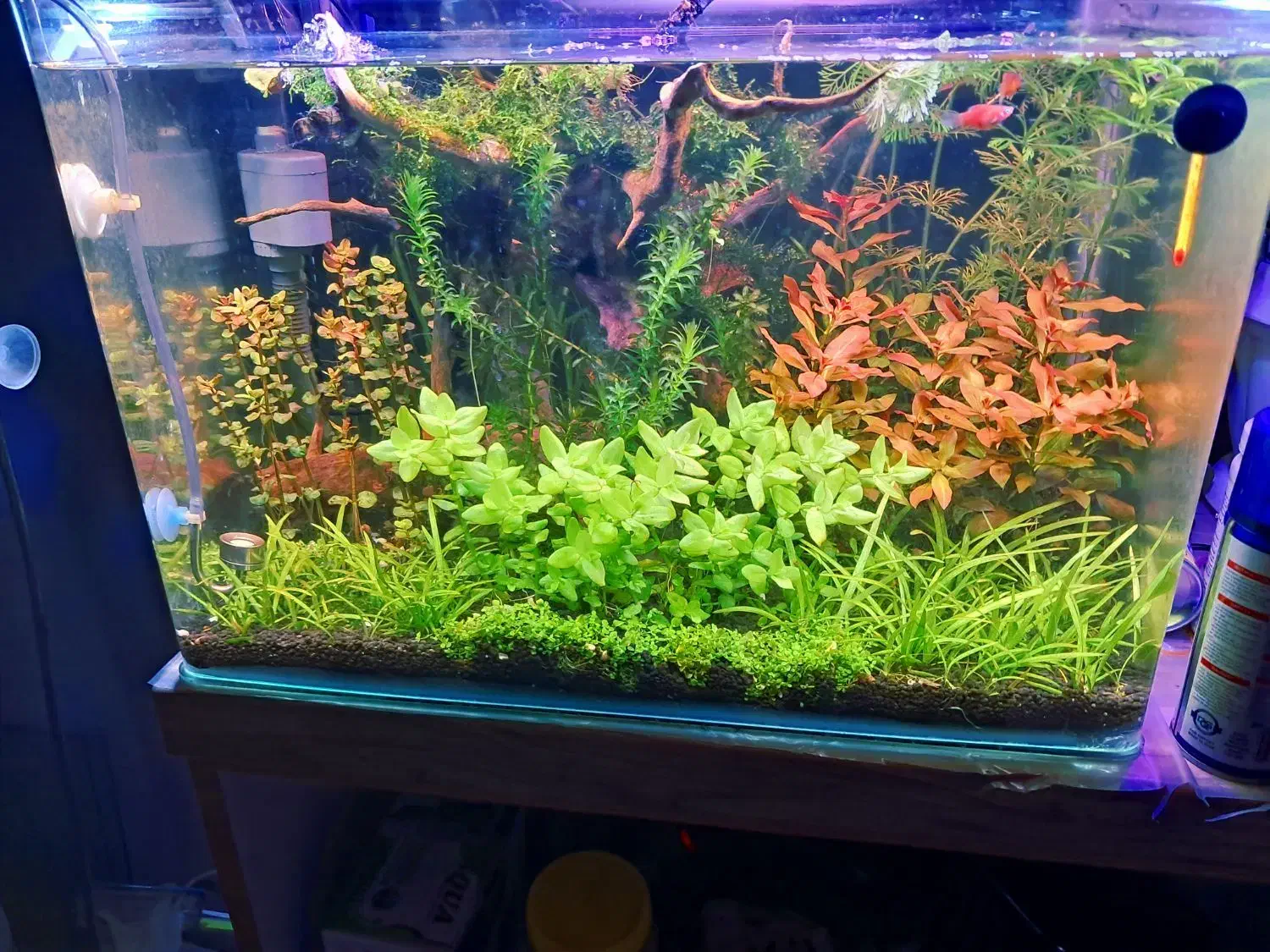 اکواریوم پلنت|ماهی|تهران, جوادیه تهرانپارس|دیوار