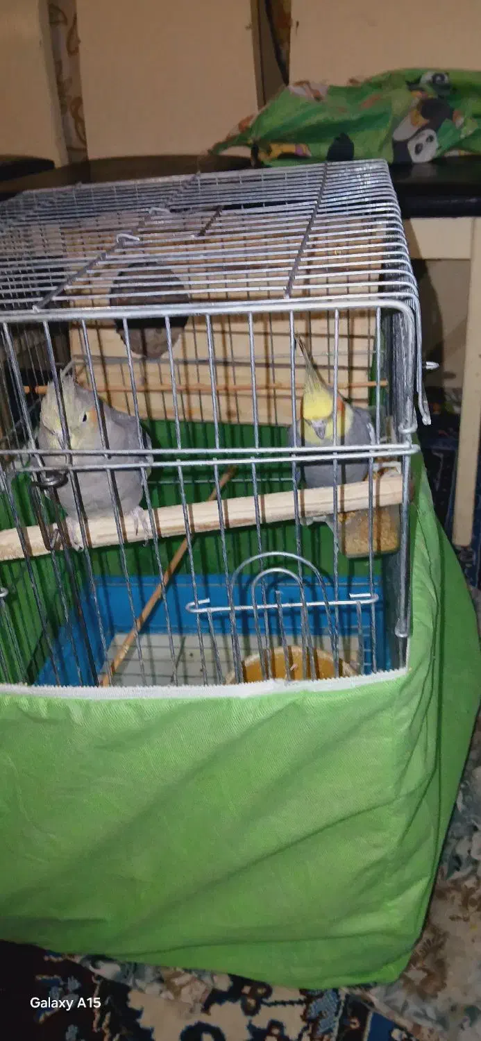 عروس هلندی|پرنده|پاکدشت, حصار امیر|دیوار