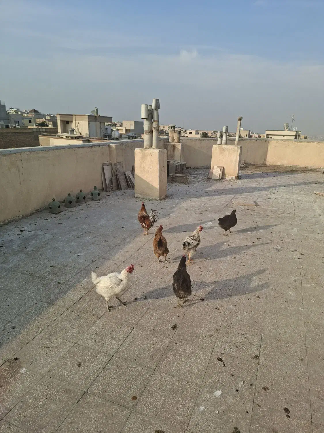 مرغ|حیوانات مزرعه|اصفهان, کوی امام جعفر صادق|دیوار