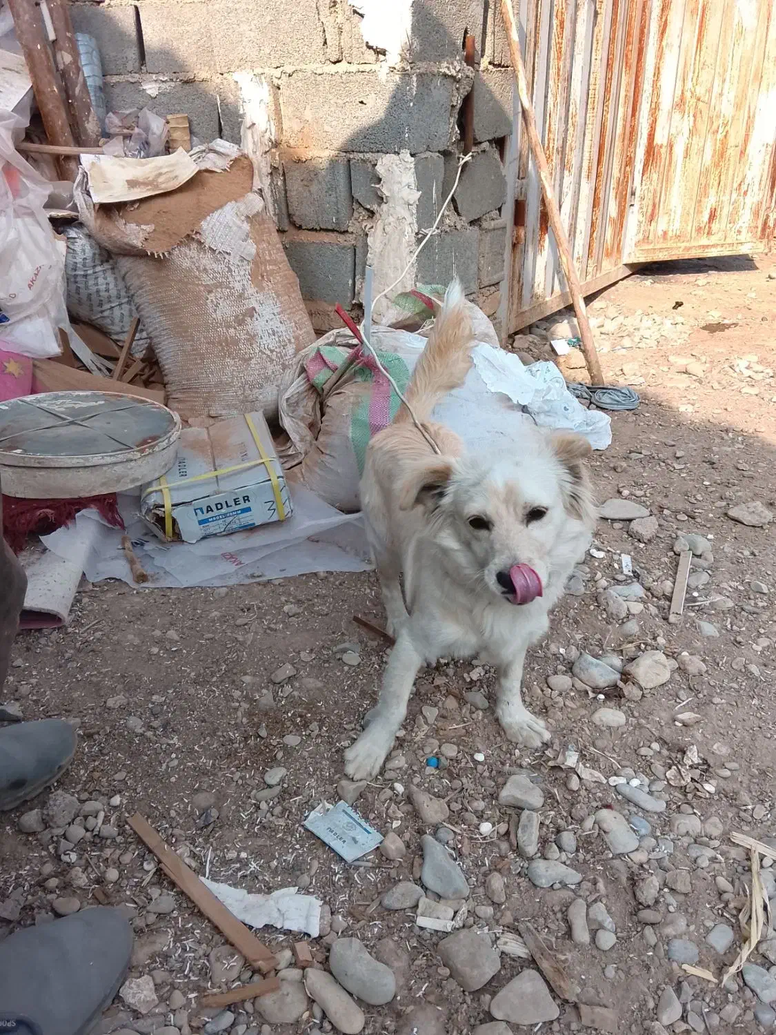 سگ توله 5ماهه|سگ|ورامین, ورامین|دیوار