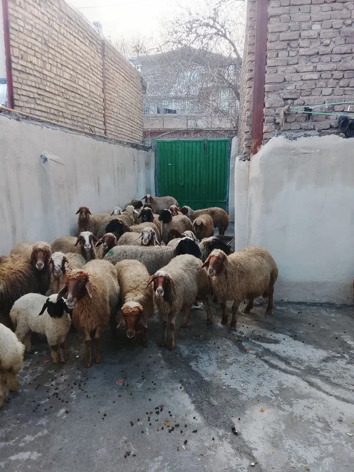 میش|حیوانات مزرعه|فیروزآباد (لرستان), |دیوار