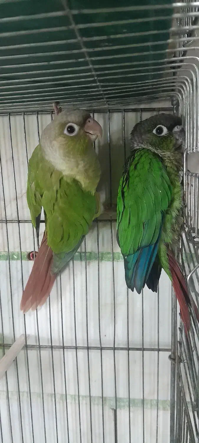 ق.ن.اری|پرنده|محمدیه-قزوین, |دیوار