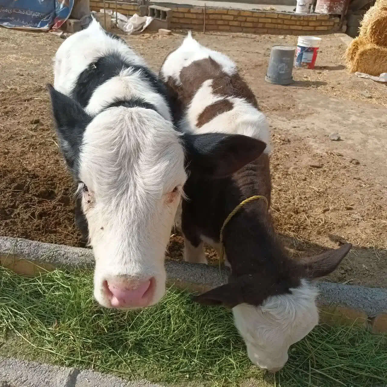 گوساله|حیوانات مزرعه|معصومیه, |دیوار