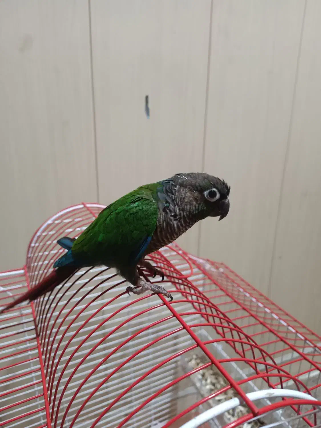 طوطی گرینچیک|پرنده|بندر دیر, |دیوار