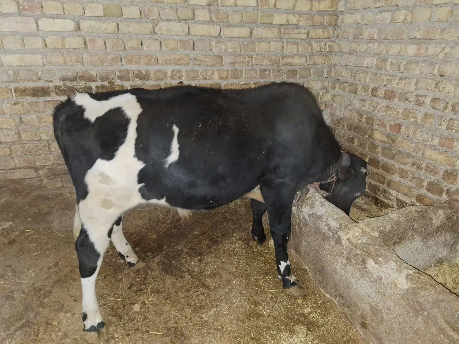 گوساله نر|حیوانات مزرعه|ابهر, |دیوار