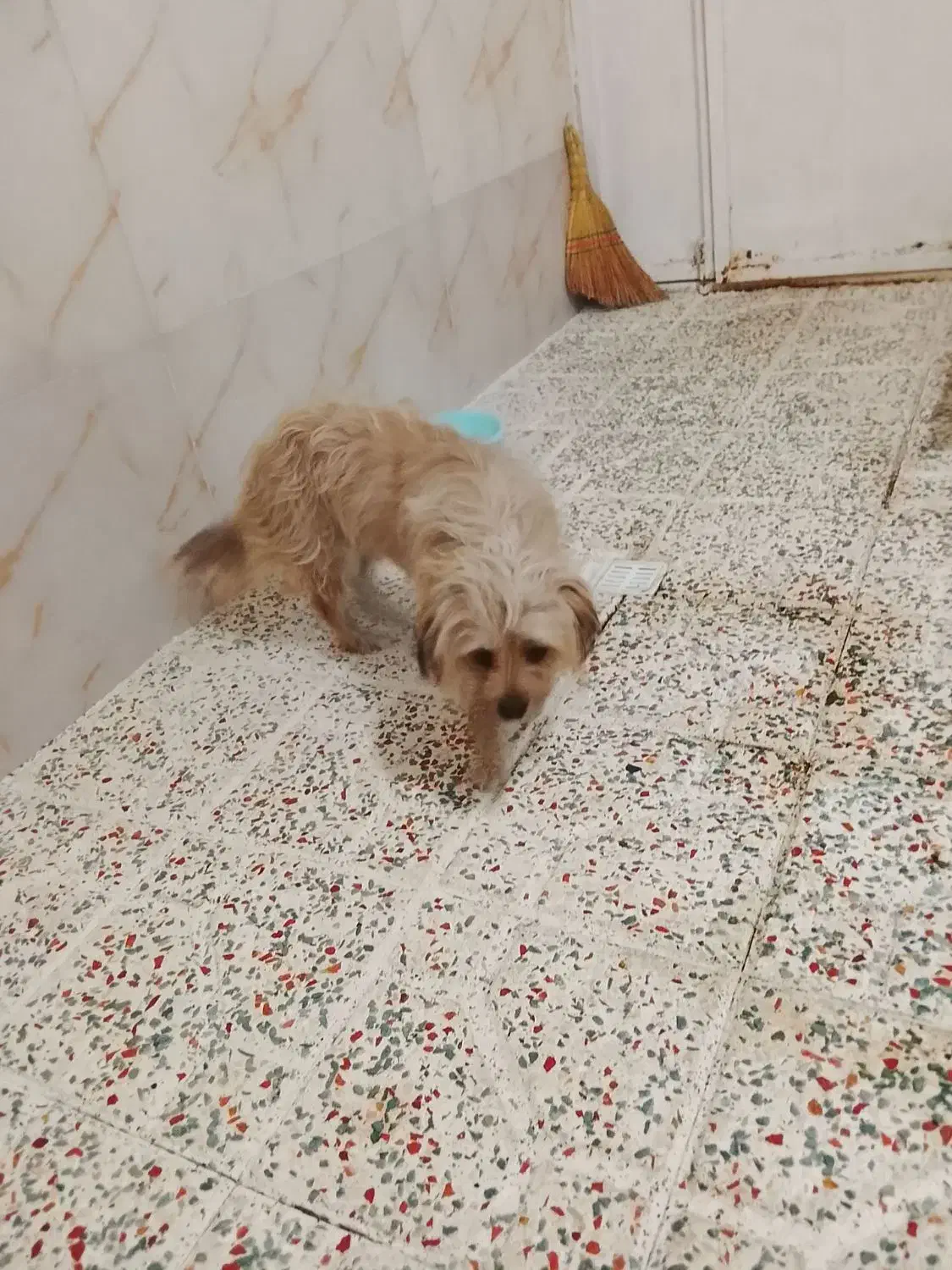 سگ سالم و تربیت شده|سگ|رباط‌کریم, نصیرشهر|دیوار